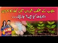 Crisis of fertilizer in different cities of Punjab