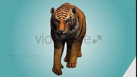 Tiger Walking Loop 03 | Motion Graphics - Envato elements
