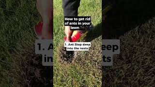 How to get rid of ANTS in your lawn! 🐜 #ants #lawncare #gardeningtips