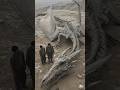Dragon Fossil Found  40 Foot Wingspan Discovered!