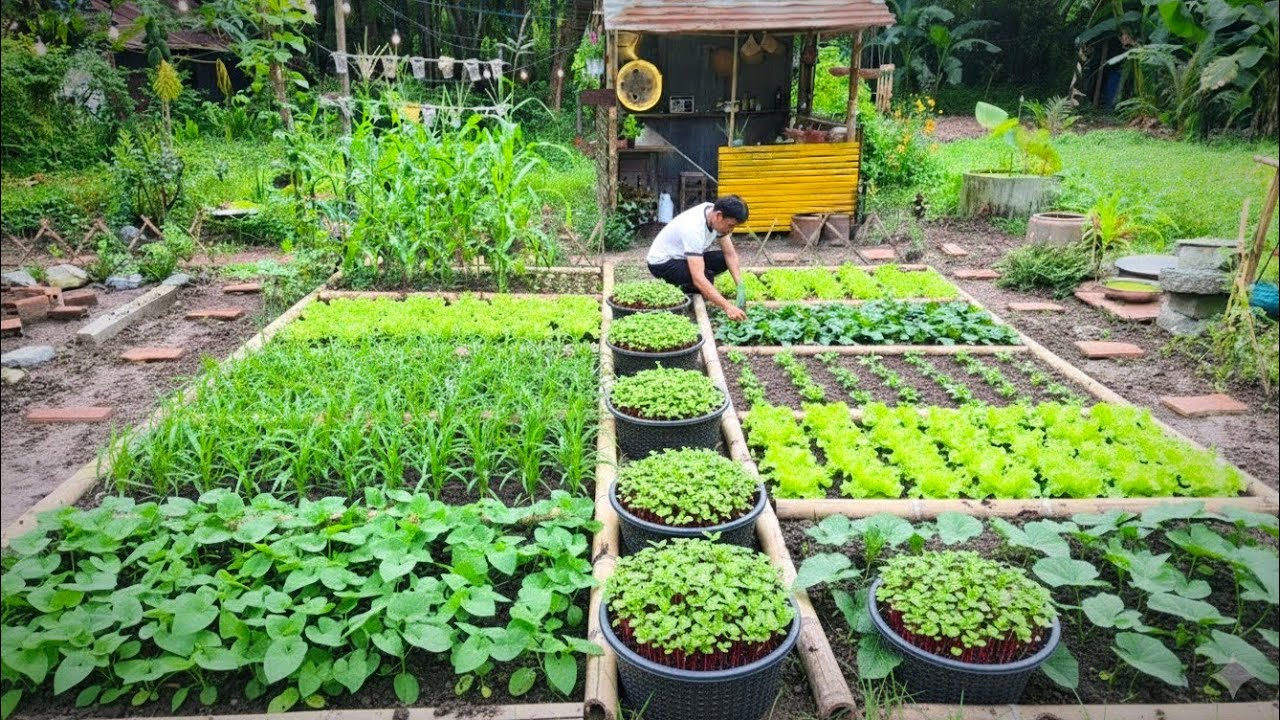 Growing Red Microgreens in Baskets | A Peaceful Moonlit Garden Meal