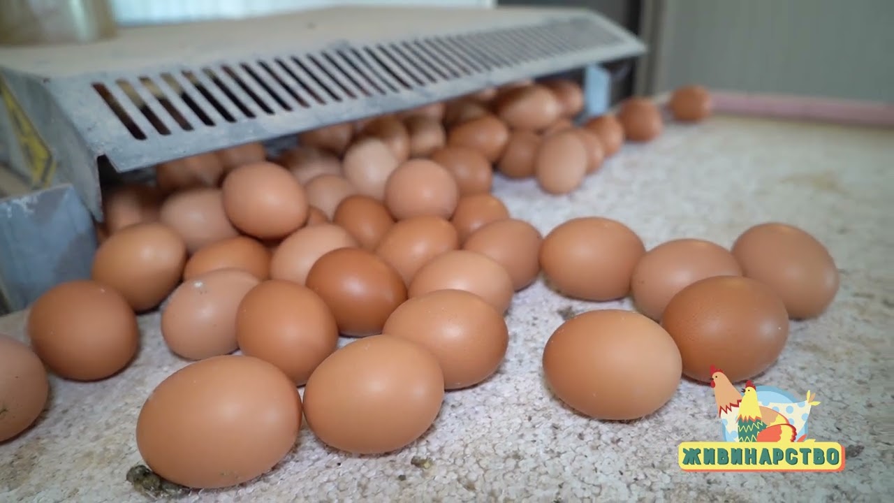 Živinarstvo ep. 5 30.06.2022. Organsko živinarstvo, Aleksandar Nikolić, Selevac