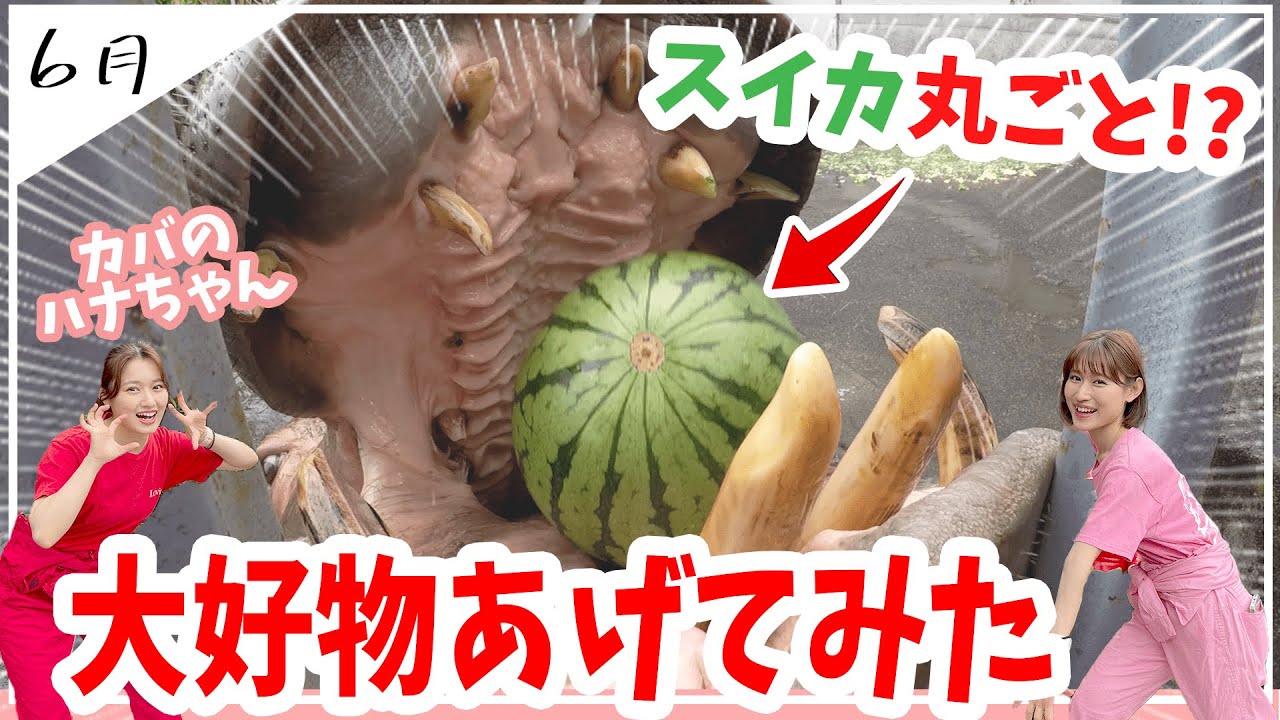 【カバ】のハナちゃんに【スイカ丸ごと】あげてみた！ガブー