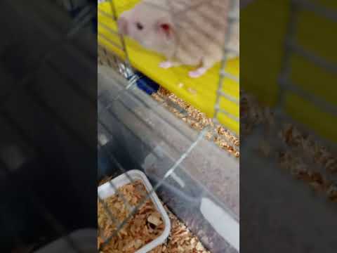 Video: Bir Hamsterın Hamile Olup Olmadığı Nasıl Anlaşılır