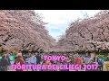 LA FIORITURA DEI CILIEGI A TOKYO!