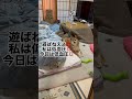 レディー(白柴)の朝の弱さに飼主と赤柴は気を使います😅‼️#犬にも低血圧ってあるの?#布団から出ないのは寒い?#赤柴は寝ている白柴にはちょっかいを出しません#柴犬#多頭飼い#shibainu#dog