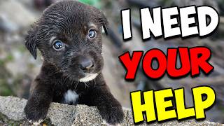 We Rescued a Tiny Puppy who Lost his Family by Paw Squadron 80,672 views 4 months ago 17 minutes