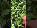 🌿Наша микрозелень на страже вашего здоровья🤩