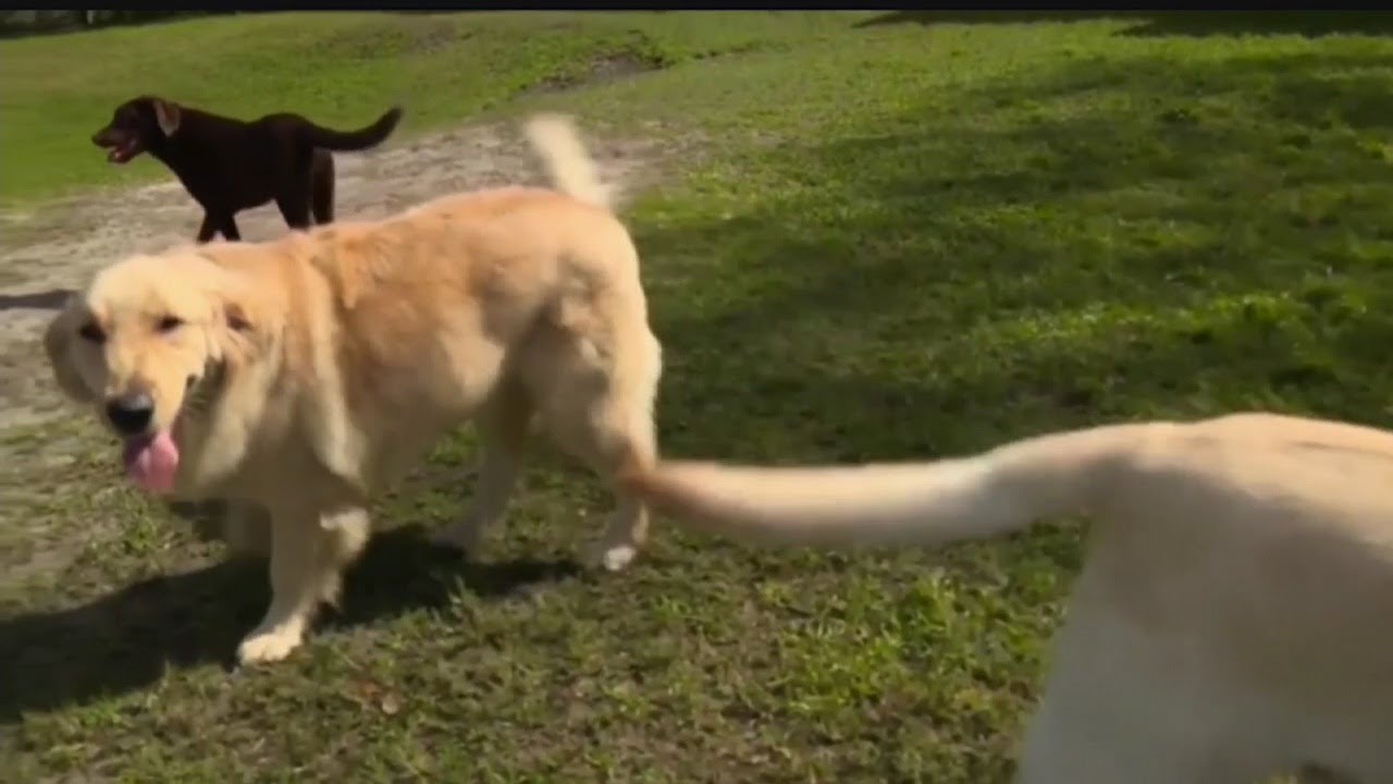 Fire safety includes a plan for pets