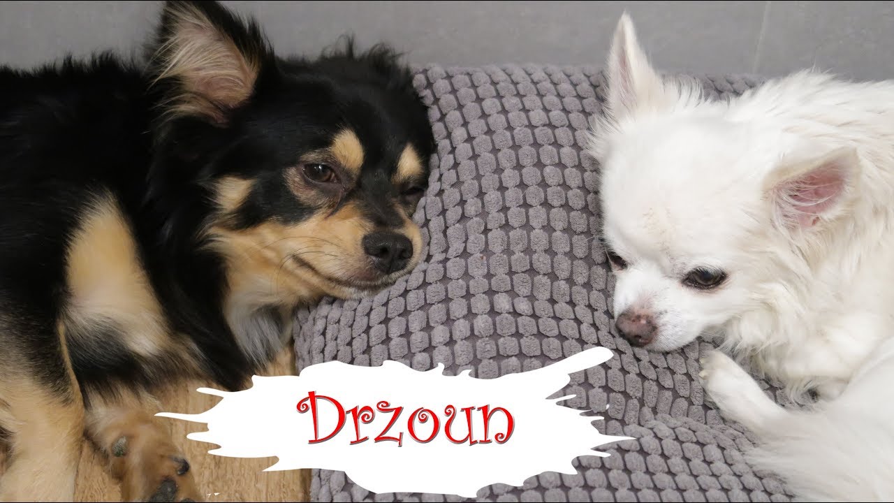 Herkules Měl Návštěvu 🐾🐾🐺  Další Skandál