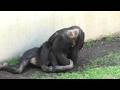 Let's have fun! by Decky and Ibuki さぁ、楽しもう!デッキーとイブキ Chimpanzee Tama Zoological Park