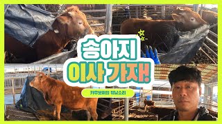 숫송아지들 비육소 축사로 입식하러 갑니다~