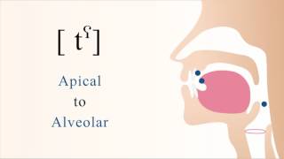 [ tˤ ] unvoiced unaspirated pharyngealized apical alveolar stop