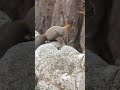 函館 冬のエゾリスさん