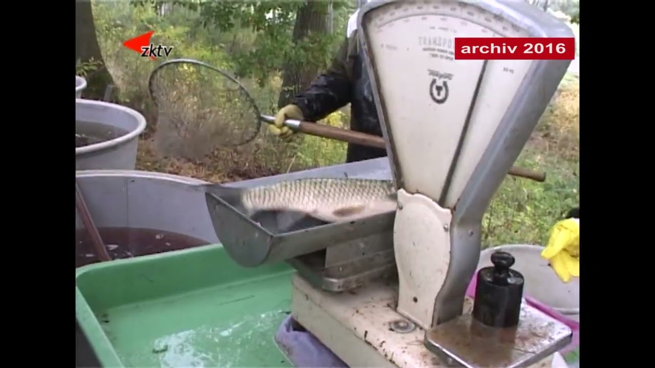 Z archivu  Výlov rybníku Regent