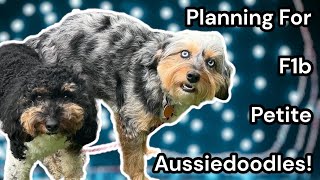 Petite Aussiedoodles in The Making! ShaeXKipper F1b | FYI Parts Can Be GRAPHIC & EXPLICIT