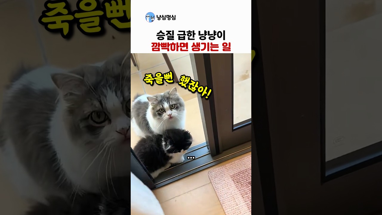 승질급한 고양이.. 집사가 깜빡하면 생기는 일