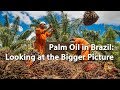 Palm Oil In Brazil Looking At The Bigger Picture 