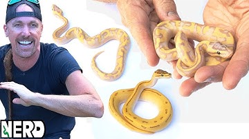 Worlds First Ball Python Morphs! Look at these rare snakes PART 1