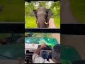 Elephant attacks on Safari Jeep at Kabini, #shorts of wild moment &amp; experience driver,DM for credit.