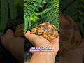 Cara kura kura ini makan❗sangat imut😍