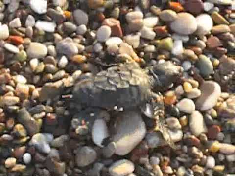Baby turtles crawling to the sea. (Part 2)
