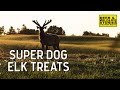 Elk Farming With Super Dog | Deer & Wildlife Stories