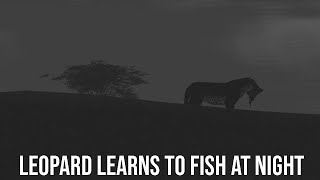 Leopard Learns To Fish At Night (Wild Savannah)