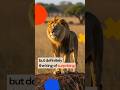 Surprising Facts About the 'King of the Jungle'