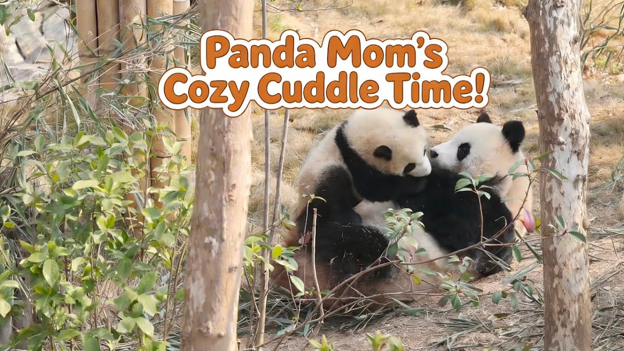 Snatch & Snuggle: Panda Mom’s Cozy Cuddle Time! #panda #熊猫 - YouTube