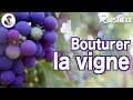 Bouturer la vigne