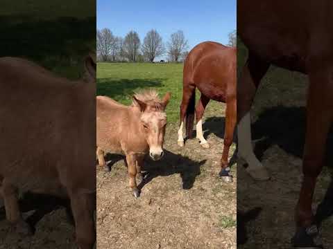 Mumule 🐽 a (encore) une nouvelle femme 😂🙄🤦🏻‍♀️ #minimule #mulet #pony #equestrian