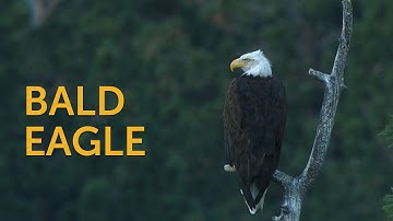 Bald Eagle