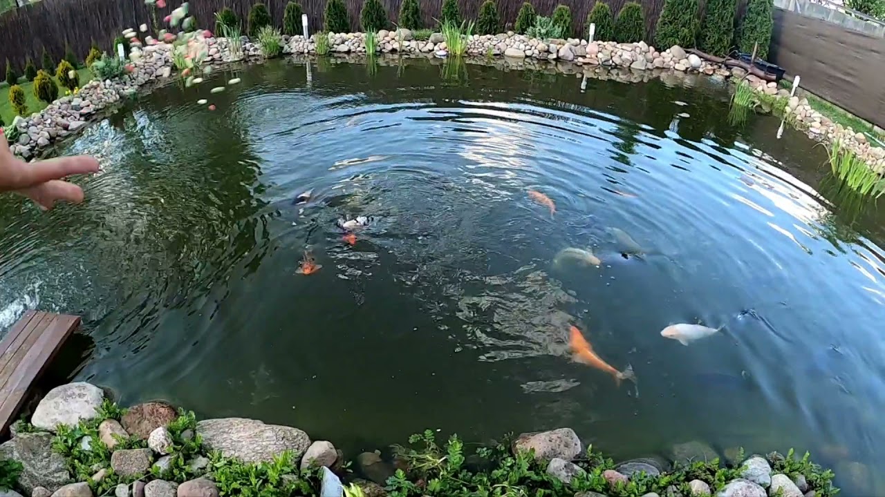 Oczko wodne  REMEDIANT