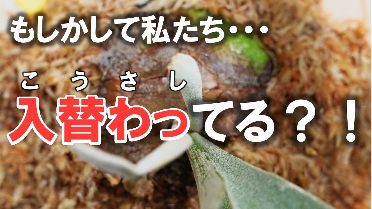 13 Before it's too late! Correct the spore leaves immediately