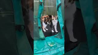 Soft Cat stares into nothing - Funny Clips 🎉 Party Time! screenshot 5