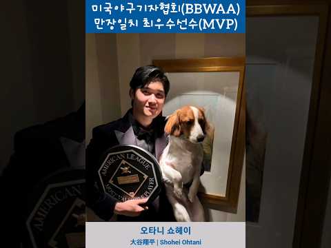 &quot;오타니 쇼헤이&quot; 미국야구기자협회(BBWAA) 선정 2023시즌 만장일치 최우수 선수! #오타니쇼헤이 #shoheiohtani #大谷翔平 #BBWAA #MVP #오타니영상