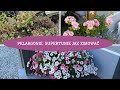 Jak przezimować pelargonie i supertunie - Supertunie z nasion