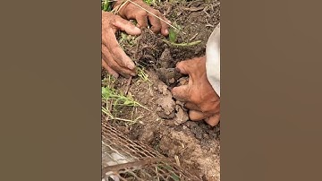 Bắt Chuột Trên Đồng Lúa Chín | #shorts