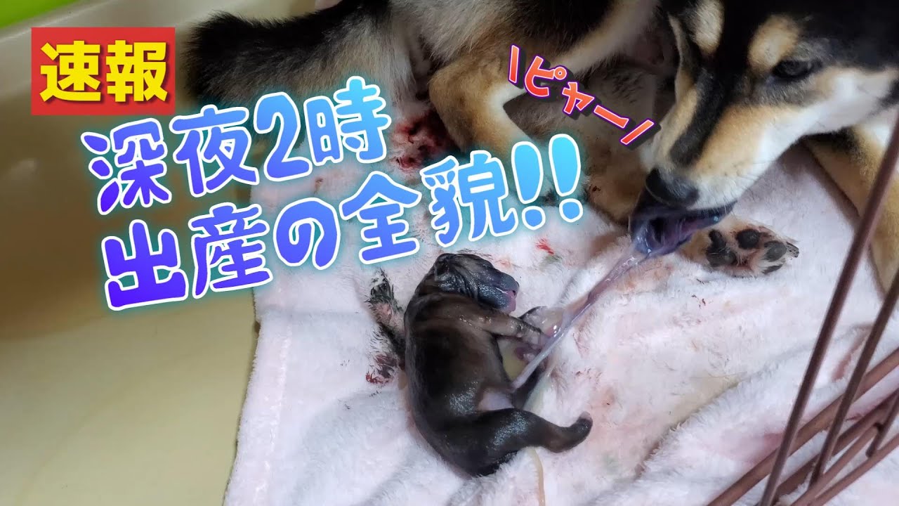 【柴犬 出産ドキュメンタリー】緊迫の多頭出産 深夜2時の自宅出産 妊娠61日目の奇跡
