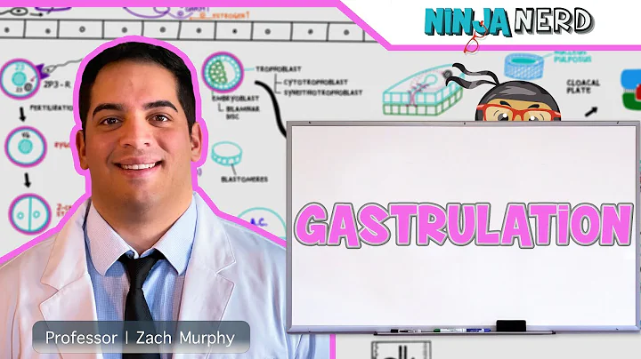 Embryology | Gastrulation