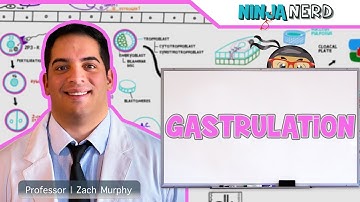 Embryology | Gastrulation