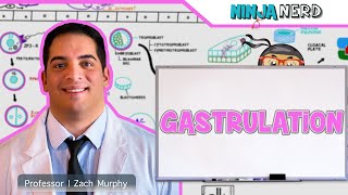 Embryology | Gastrulation