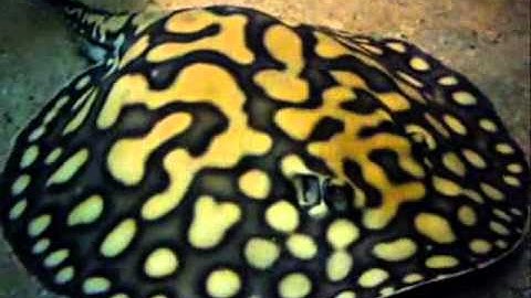 Cá Sam Nước Ngọt - Traumhafte Hypriden - Thiên Đường Cá Cảnh