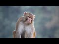 Feeding Macaque Monkeys Popcorn: Our Rishikesh  Experience