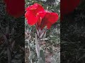 #CannaFlowers #BeautifulFlowers #FlowerLovers #NatureBeauty #BloomingFlowers #FlowerVideo