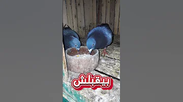 أهمية نظام الاكل للحمام 