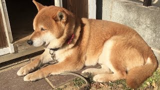 冬なのに暖かすぎて目がショボショボしてしまう柴犬　Shibe got a sleepy eyes because today was warm although it&#39;s winter.