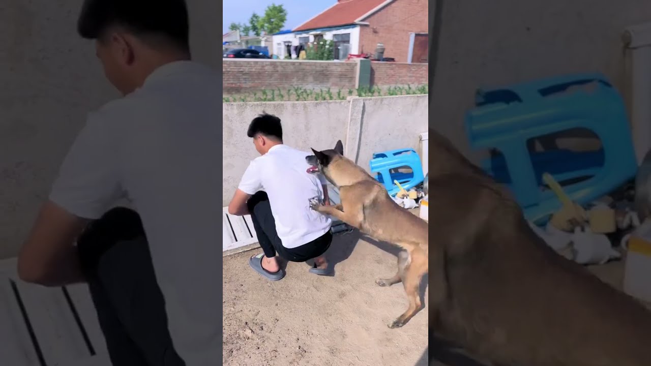 Smart Dog Pushes Owner Away Just In Time To Save Him 