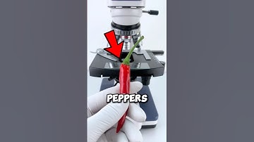 Chili Pepper Looks Under The Microscope! 😱